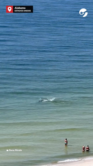 Un tiburón martillo persigue a las rayas mientras bañistas huyen de la costa