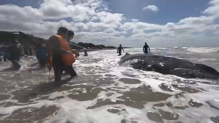 Impresionante rescate de ballena jorobada en la Costa