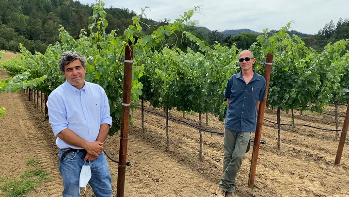 In the Vineyard at Inglenook: Cabernet Canopy Control
