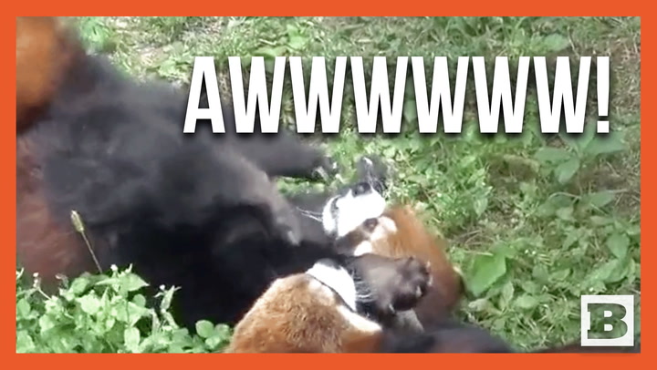 Adorable Red Pandas Create Heartwarming 
