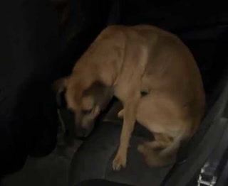 Un chofer de Uber llevó a un perro como pasajero y se hizo viral