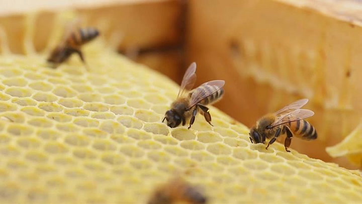 ¿Por qué Chile depende de las abejas?