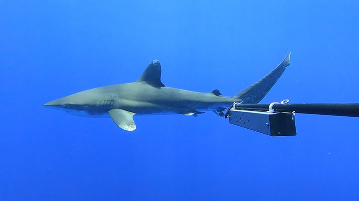 Rare glimpse of critically endangered oceanic whitetip shark captured on camera