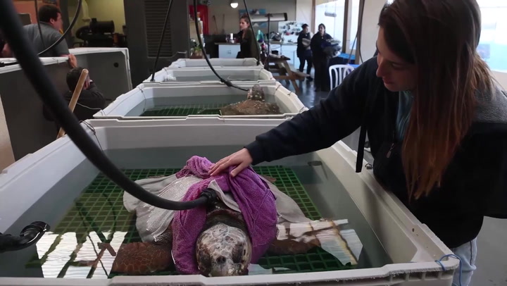 Twenty-five sea turtles recover in Israel after being saved from severe winter storm