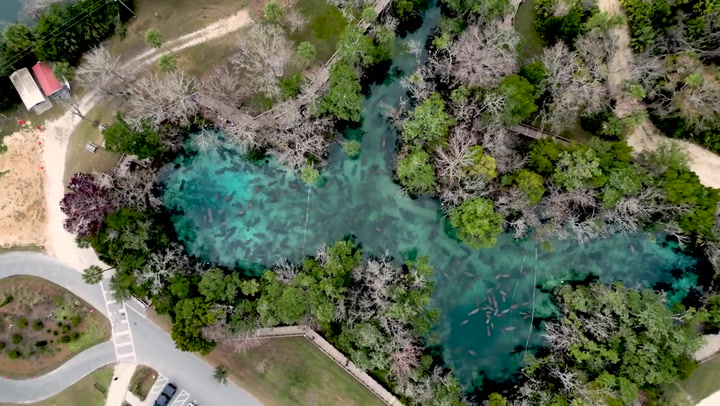 Hundreds of manatees flock to Florida springs in search of warmer waters