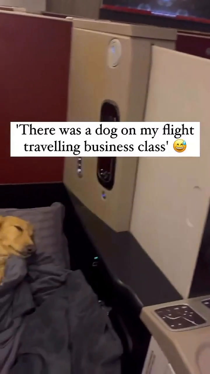 El viajero estuvo acompañado de una mascota durante su vuelo en un avión australiano