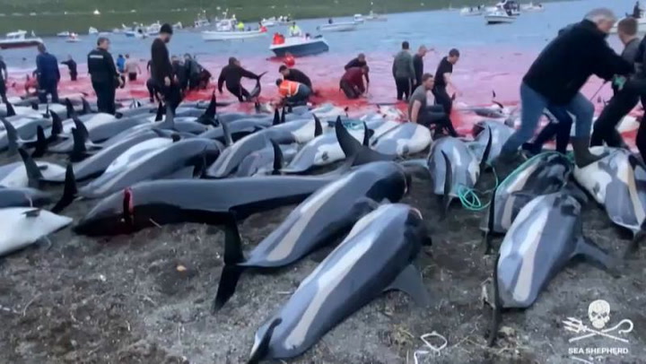 Sangrienta caza de delfines en territorios daneses podría llegar a su fin