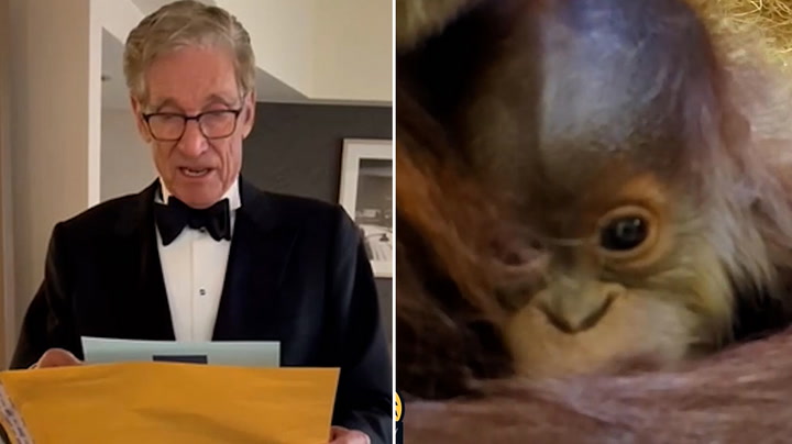 Maury Povich delivers orangutan's paternity results for Denver Zoo
