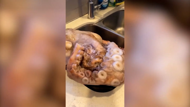 Son brings 40lb frozen octopus he bought from Facebook Marketplace home