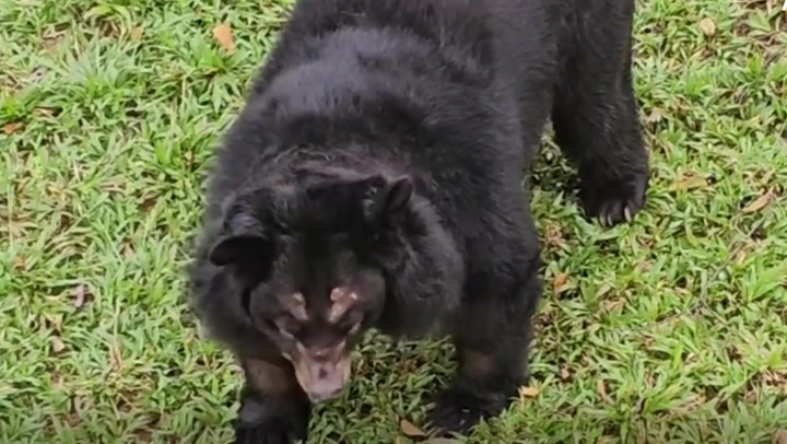 Bear who spent life in 'inhumane and unhygienic' cage enjoys outdoors for first time