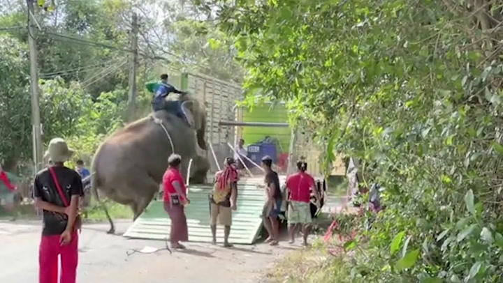 Distressed elephant collapses while being forced to climb into truck