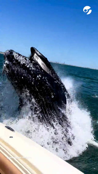 Ballena enorme emerge del agua y provoca gritos de terror a bordo de un yate