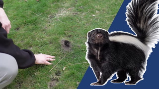 Finding holes in your lawn? How to keep damaging skunks at bay