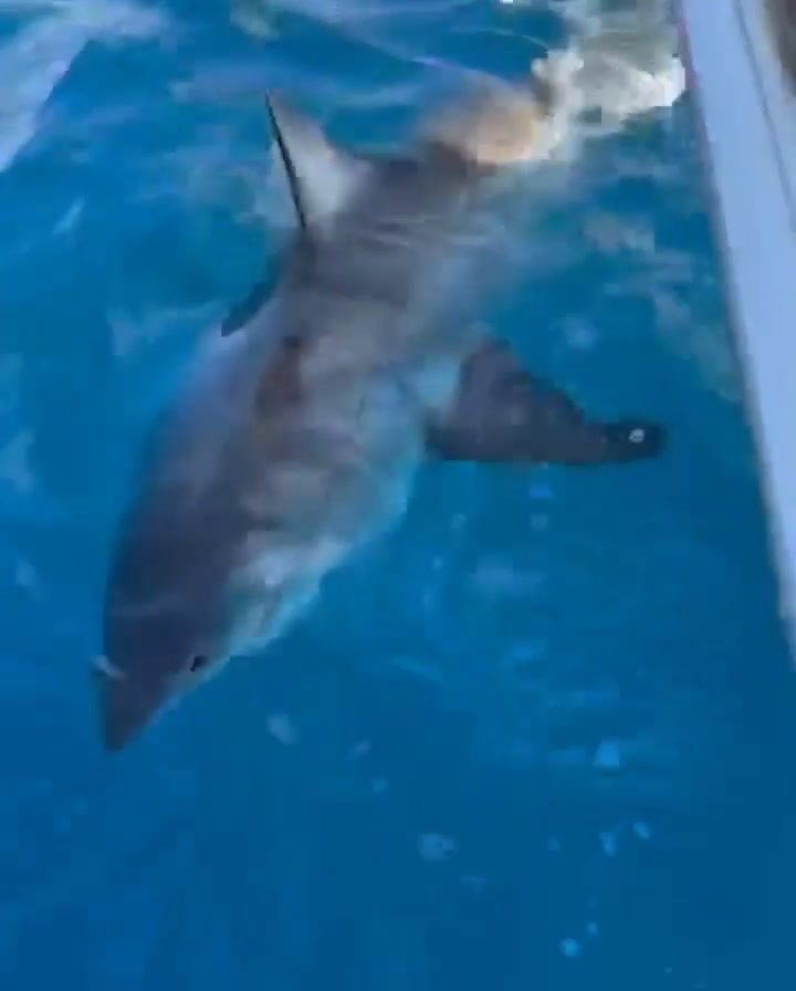 Un niño de 12 años logró pescar un tiburón blanco en Florida (parte II)