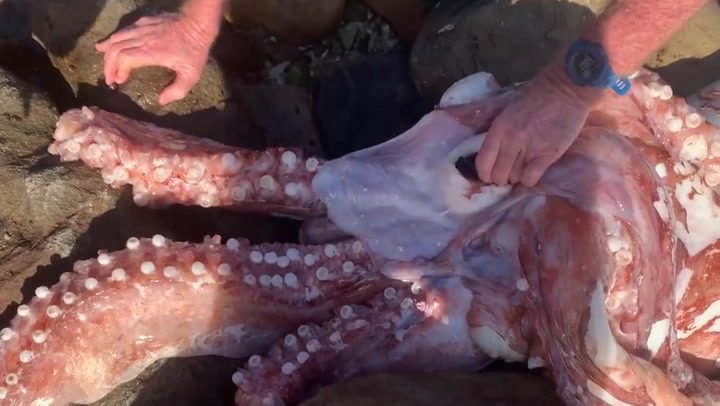 Rare giant squid washes up dead on shore of South African beach