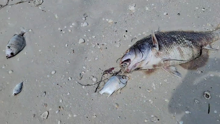 Hundreds of dead fish wash up on Fort Myers beach after reports of red tide