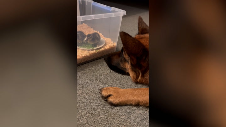 German Shepherd becomes father to group of abandoned ducklings