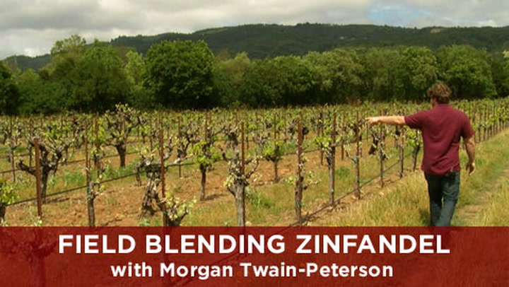 Field Blending Old Vine Zin with Morgan Twain-Peterson