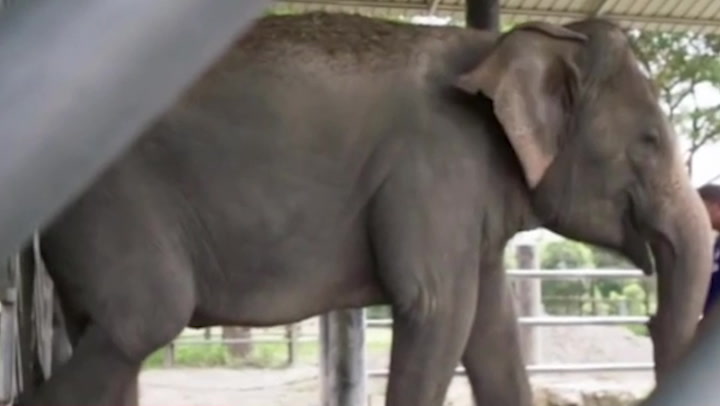 The late Paul O’Grady gives an elephant a bath in final documentary appearance