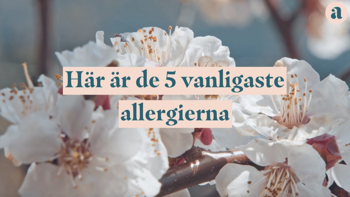 Här är de vanligaste allergierna