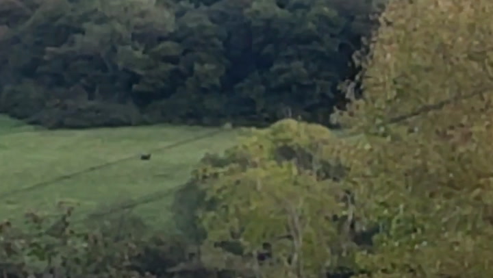'Black panther' filmed roaming Welsh countryside