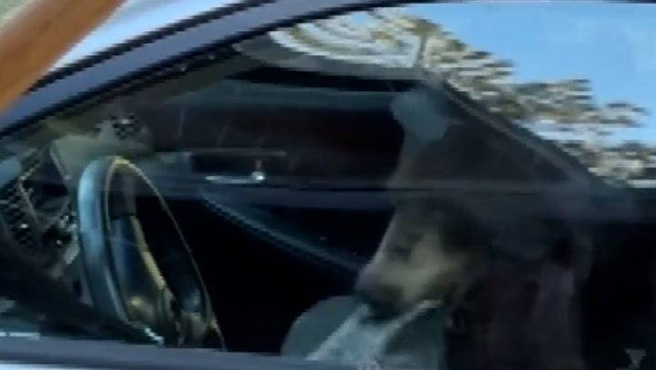 Woman films trapped bear destroying her car in South Lake Tahoe