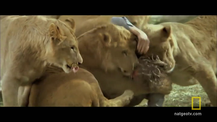 Trailer del documental Roar: The Most Dangerous Movie Ever Made