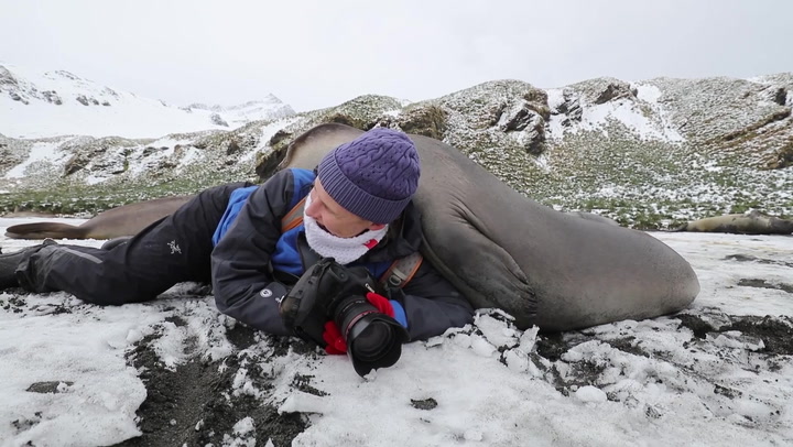 Wildlife photographer captures moment wife receives big hug from elephant seal