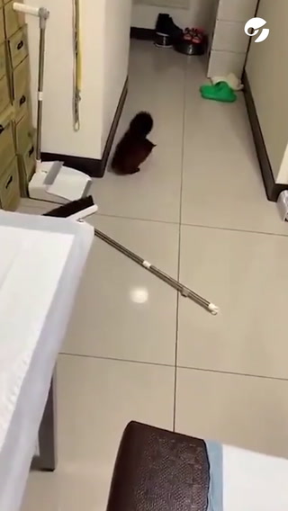 El espectacular video de una ardilla que finge su propia muerte