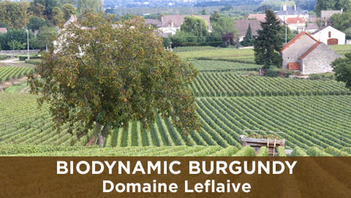 Biodynamic Burgundy with Domaine Leflaive