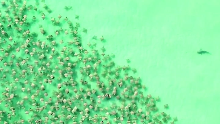Shark chases hundreds of stingrays off Florida coast