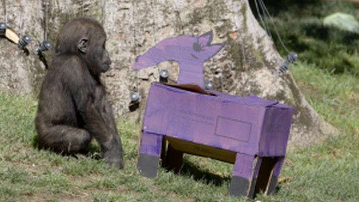 Baby gorilla gets cake and presents to celebrate first birthday at zoo