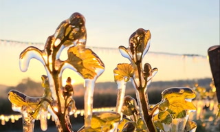 Un gel menace des vins vendus au Québec