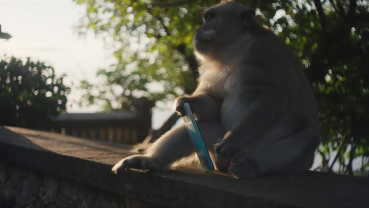 David Attenborough reveals long-tailed macaques barter with tourists by stealing phones