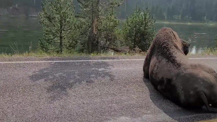 Snoozing bison holds up traffic in Yellowstone National Park