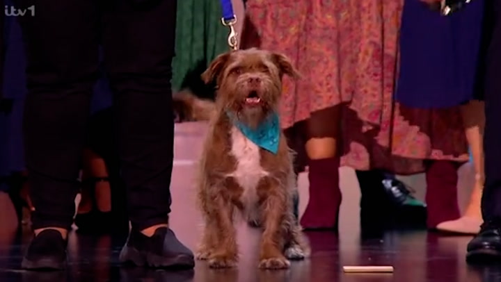 Dog gives own acceptance speech as Paul O'Grady show wins National Television Award