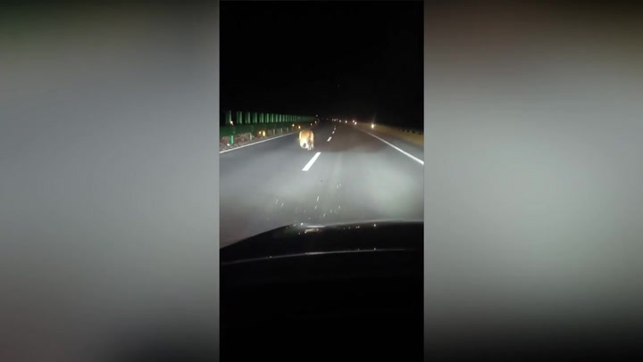 Sibrian tiger walks in front of puzzled driver mid road