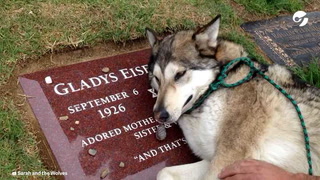 Un video con historia: el perro que llora con congoja sobre la tumba de su dueña