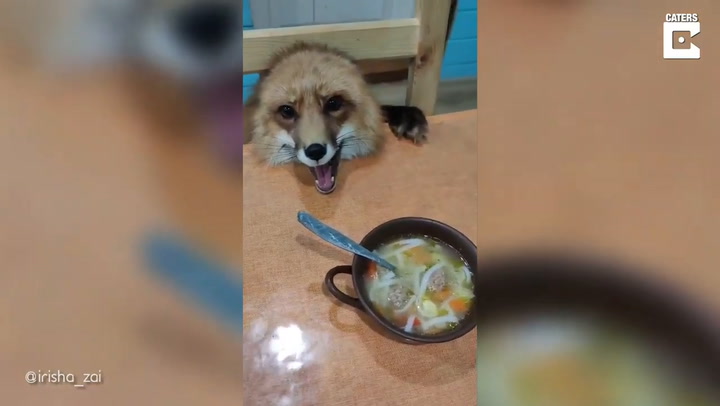 Viral: el tierno zorro de una familia que se sienta en la mesa a comer
