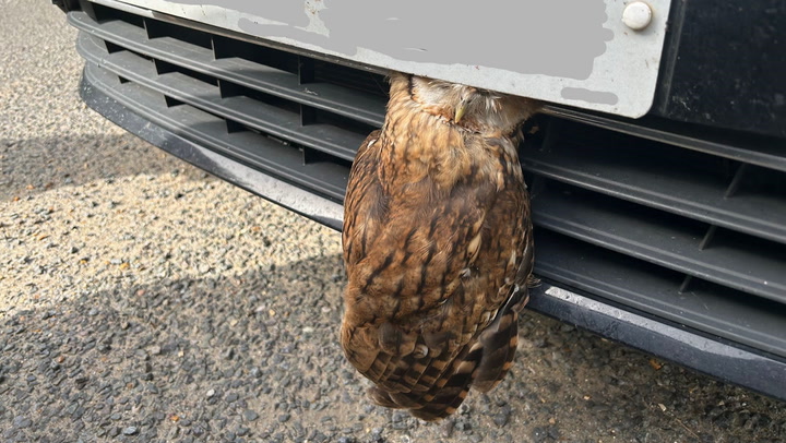 Owl makes miraculous recovery after getting head stuck in front grill of car