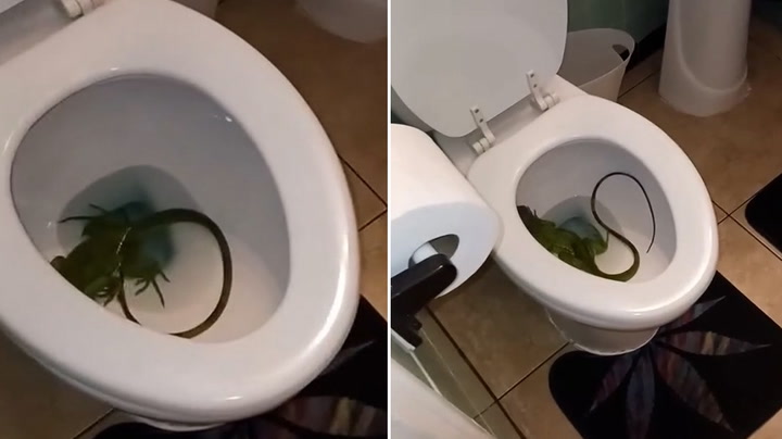 Man wakes up to find live iguana in his toilet