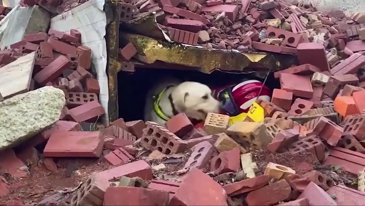 Stray Labrador deemed 'untrainable' makes perfect fire service search dog