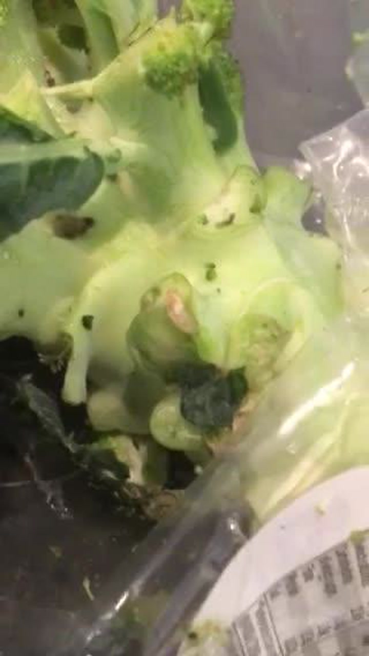 Woman's horror after feeding baby bug-infested broccoli from Lidl ...