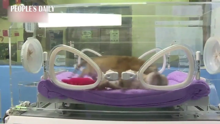 Nacieron cuatro cachorros de tigre dorado en un zoológico de China - Fuente: People's Daily, China