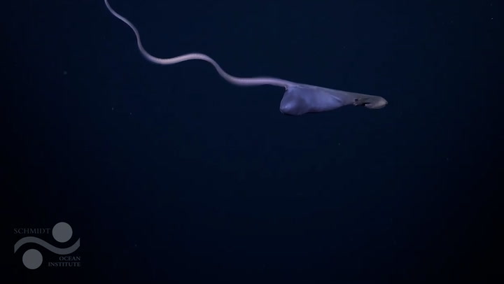 Rare deep-sea gulper eel filmed with inflated stomach