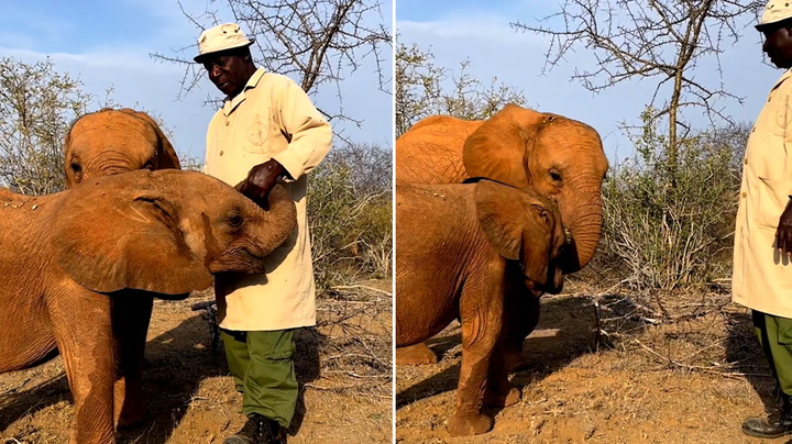 Moment rescued baby elephant gets ‘insanely’ jealous of his keeper
