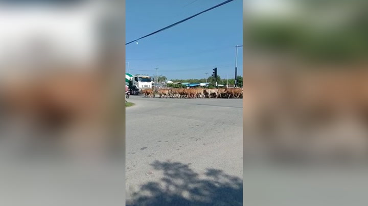 Farmer takes herd of cows on road causing traffic jam in the countryside