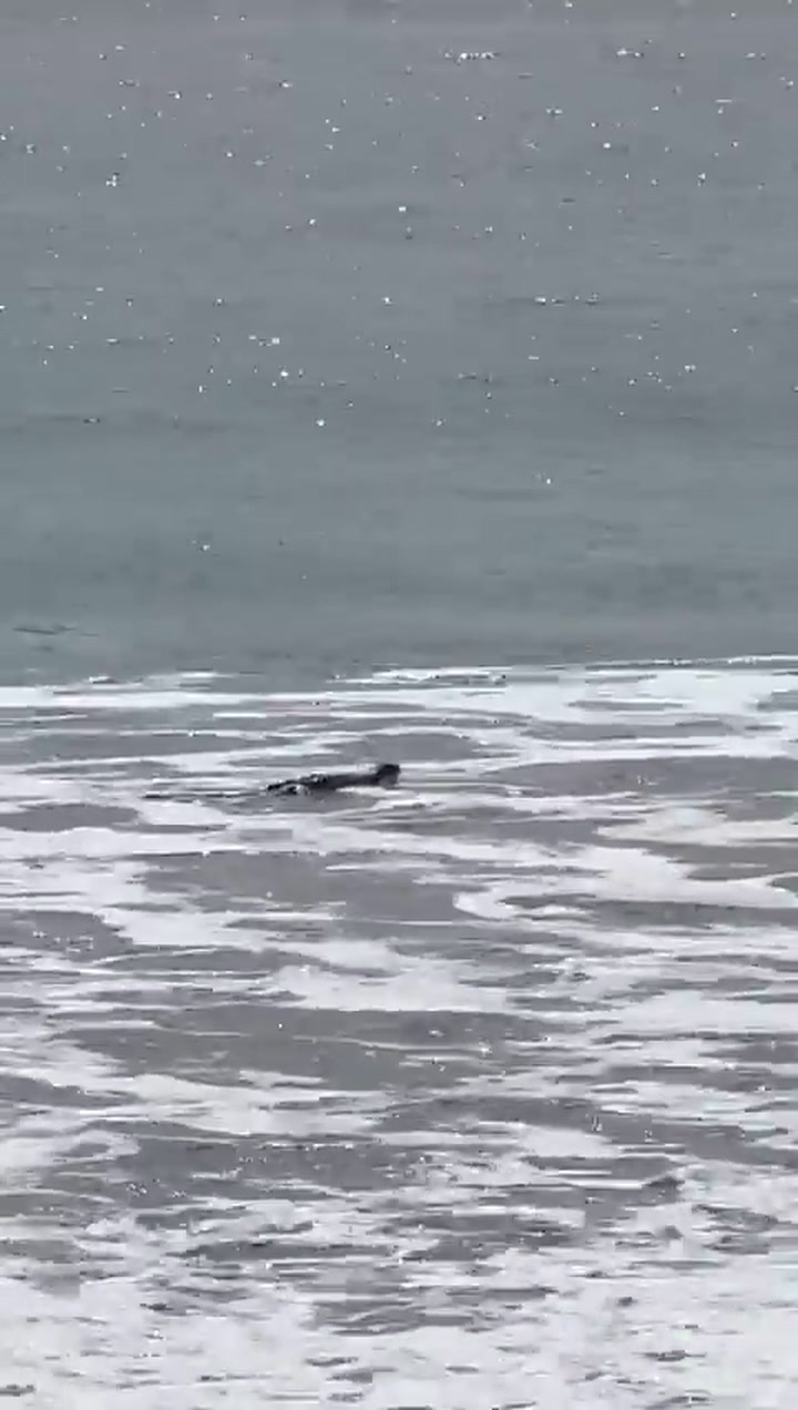 Un cocodrilo sorprendió a turistas en la playa El Palmar