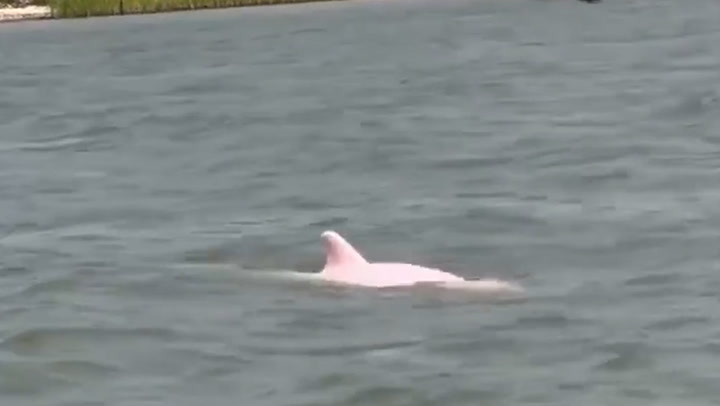 Rare pink dolphin spotted swimming in Louisiana