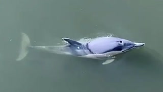 Dolphins spotted swimming in River Thames after making way to London